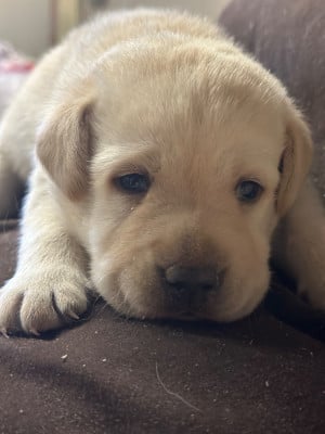Les chiots de Labrador Retriever