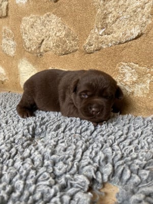 Les chiots de Labrador Retriever