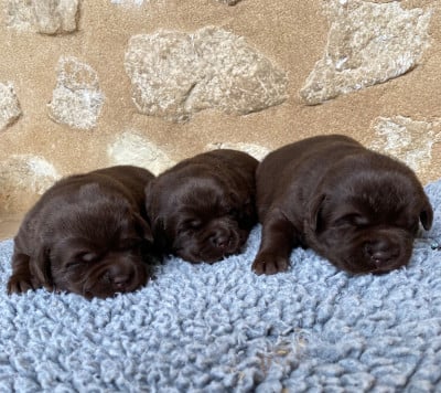Les chiots de Labrador Retriever