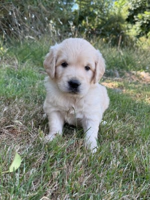 Les chiots de Golden Retriever