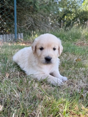 Les chiots de Golden Retriever