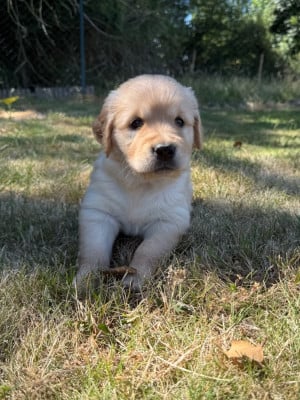 Les chiots de Golden Retriever