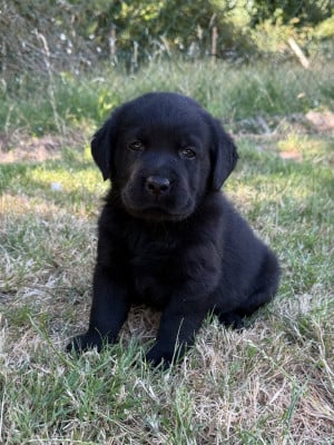 Les chiots de Labrador Retriever