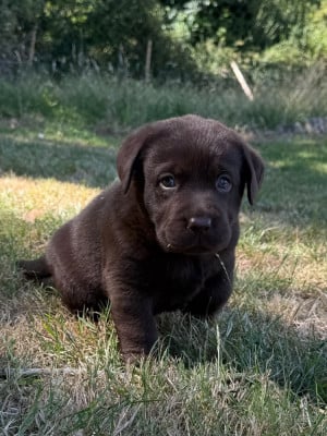 Les chiots de Labrador Retriever