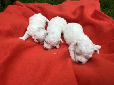 Les chiots de Bichon Frise