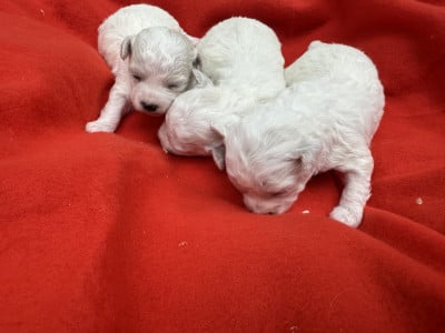Les chiots de Bichon Frise