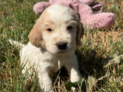 Les chiots de Cocker Spaniel Anglais