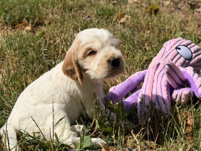 Les chiots de Cocker Spaniel Anglais
