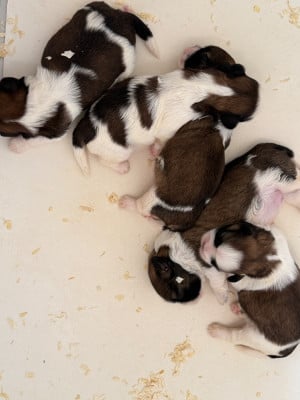 Les chiots de Shih Tzu