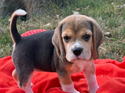 Les chiots de Beagle
