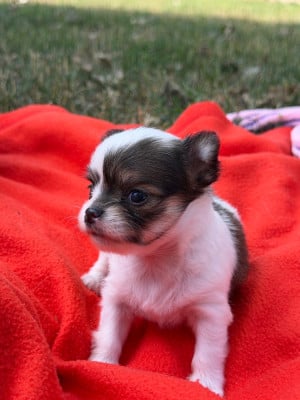Les chiots de Chihuahua