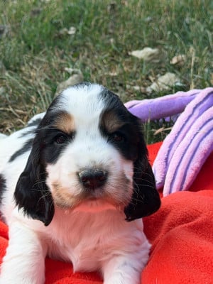 Les chiots de Cocker Spaniel Anglais