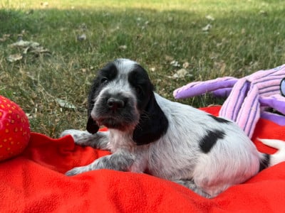 Les chiots de Cocker Spaniel Anglais