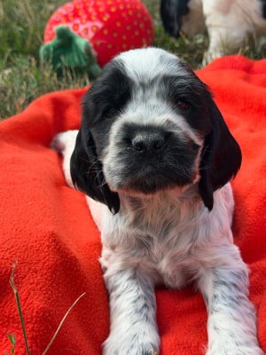 Les chiots de Cocker Spaniel Anglais