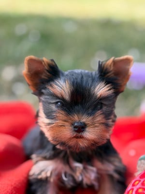 Les chiots de Yorkshire Terrier