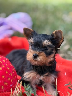 Les chiots de Yorkshire Terrier