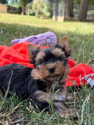Les chiots de Yorkshire Terrier