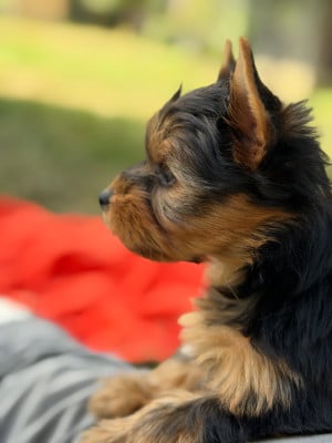 Les chiots de Yorkshire Terrier