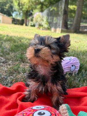 Les chiots de Yorkshire Terrier
