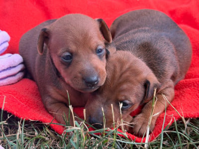Les chiots de Pinscher nain