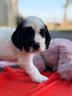 Les chiots de Cocker Spaniel Anglais