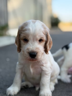 Les chiots de Cocker Spaniel Anglais