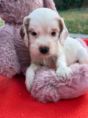 Les chiots de Cocker Spaniel Anglais