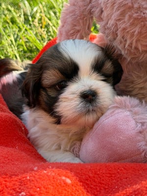 Les chiots de Shih Tzu