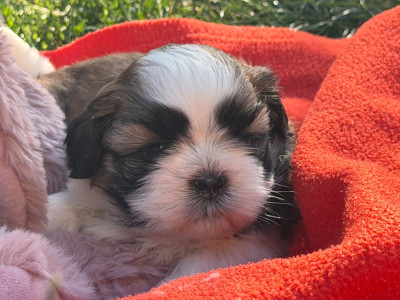 Les chiots de Shih Tzu