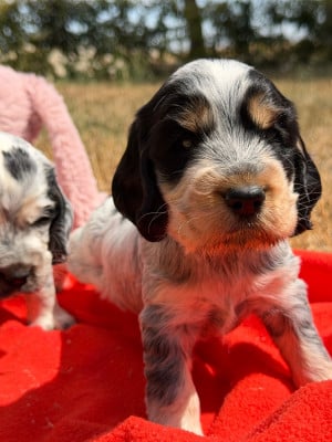 Les chiots de Cocker Spaniel Anglais