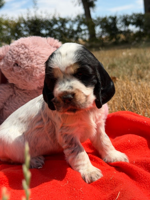 Les chiots de Cocker Spaniel Anglais