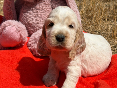 Les chiots de Cocker Spaniel Anglais