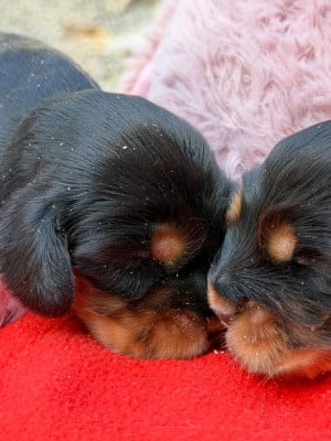 Les chiots de Cocker Spaniel Anglais