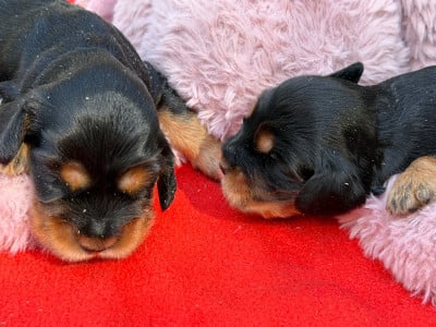 Les chiots de Cocker Spaniel Anglais