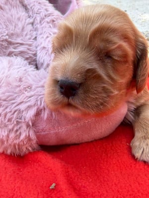 Les chiots de Cocker Spaniel Anglais