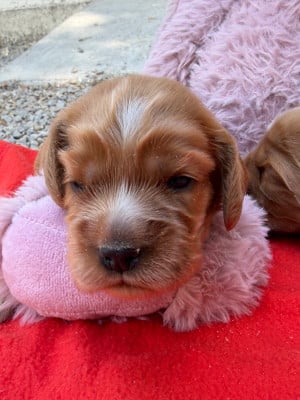 Les chiots de Cocker Spaniel Anglais