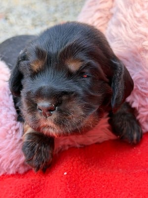 Les chiots de Cocker Spaniel Anglais