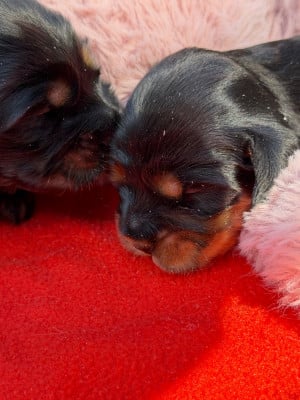 Les chiots de Cocker Spaniel Anglais