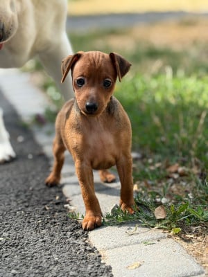 Les chiots de Pinscher nain