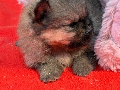 Les chiots de Spitz allemand