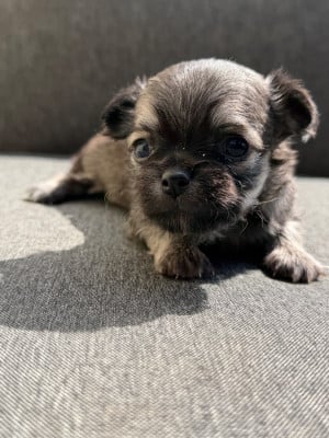 Les chiots de Chihuahua