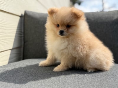 Les chiots de Spitz allemand
