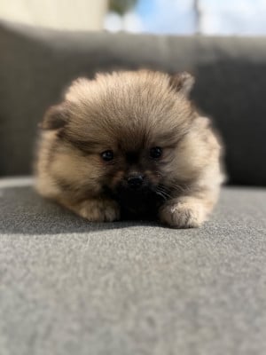 Les chiots de Spitz allemand