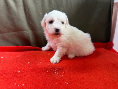 Les chiots de Bichon Frise
