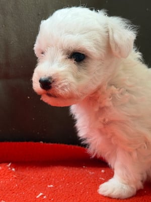 Les chiots de Bichon Frise