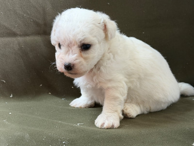 Les chiots de Bichon Frise