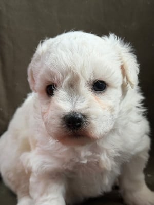 Les chiots de Bichon Frise