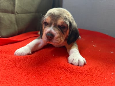 Les chiots de Beagle