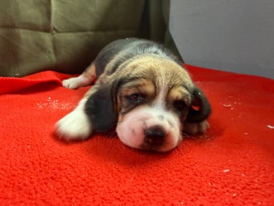 Les chiots de Beagle