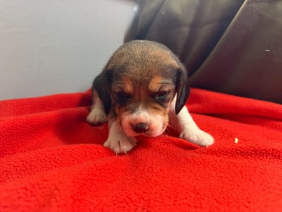 Les chiots de Beagle